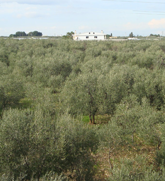 Olives Trees in the countryside of Terlizzi